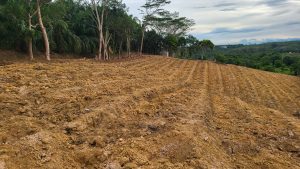 ALINIA FOOD ESTATE: Sinergi Kebun Pisang & Kebun Sayur untuk Mengamankan Pasokan dan Menggerakkan Ekonomi Rakyat 1 20251125 170605