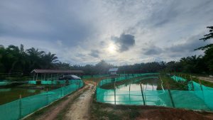 Drs. H. Marlis Kunjungi BUMNag “Sumur Bidadari”, Dorong Sinergi Ekonomi Lokal–Nasional melalui Program MBG 1 20251228 170315