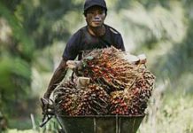 Ketika Harga Sawit Dijadikan Senjata: Negara Tidak Boleh Takluk pada Oligarki